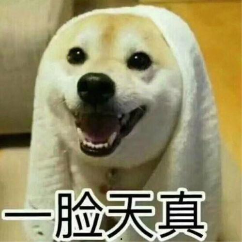 搞笑吵架吃瓜视频,笑料百出！搞笑吵架吃瓜视频大盘点