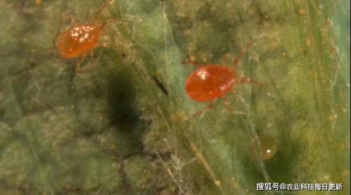 红蜘蛛吃瓜,一场生态平衡的奇妙演绎