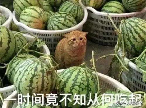 青藤选择吃瓜模式,揭秘吃瓜模式的绿色生活新风尚