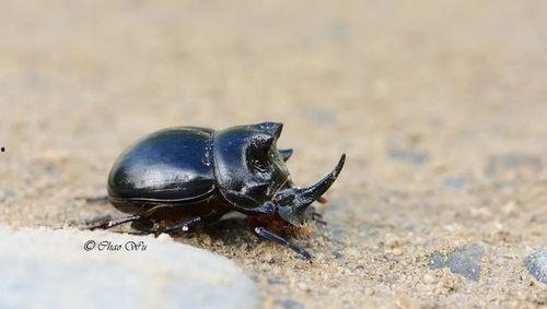 吃瓜甲虫,自然界中的“绿色美食家”