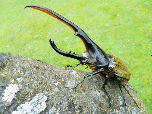 吃瓜甲虫,自然界中的“绿色美食家”