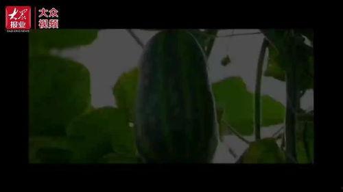 吃瓜群众看切瓜视频,吃瓜群众围观切瓜视频，揭秘瓜果奥秘