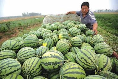 瓜农不敢吃瓜,揭秘背后的食品安全隐忧