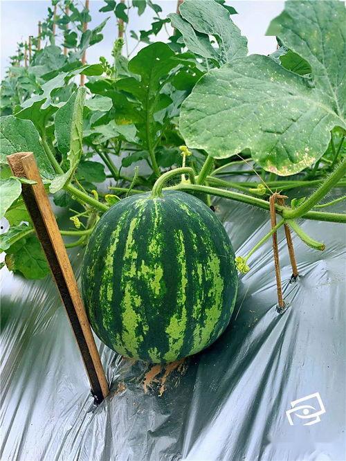 吴吴吃瓜,揭秘娱乐圈幕后故事