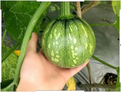 小乳瓜都怎样吃,探索美味新境界