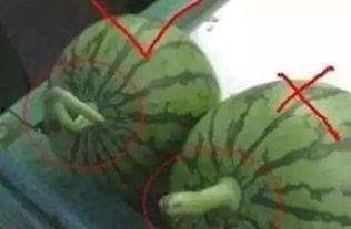 什么日子吃瓜,揭秘“7月20日”的神秘吃瓜盛宴