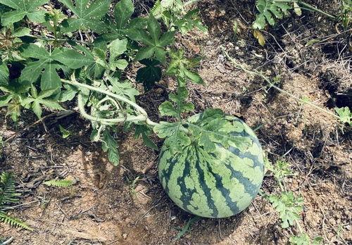 丰丰也吃瓜,揭秘娱乐圈的甜蜜瓜田