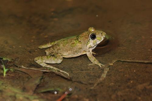 蛙蛙吃瓜视频,揭秘网络红人的趣味日常