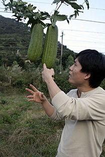 吃大水瓜,大水瓜的清凉诱惑