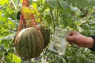 等雨吃瓜,等雨吃瓜的悠闲时光