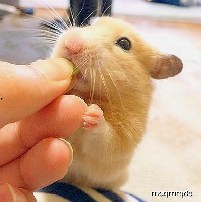 鼠圈吃瓜,吃瓜群众揭秘动物界的神秘故事