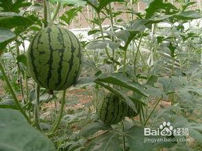 夏天怎样吃三瓜,清凉解暑，健康度夏