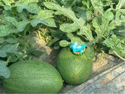 闻喜三姐吃瓜,揭秘农村生活的酸甜苦辣