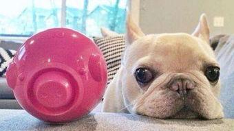 法斗吃王瓜,奇遇王瓜之谜