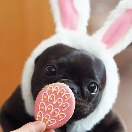 法斗吃王瓜,奇遇王瓜之谜