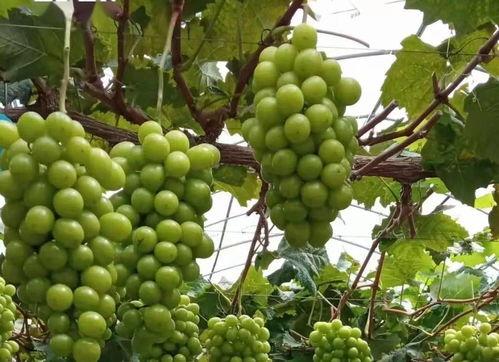 西安花海吃瓜,西安花海盛夏瓜果香