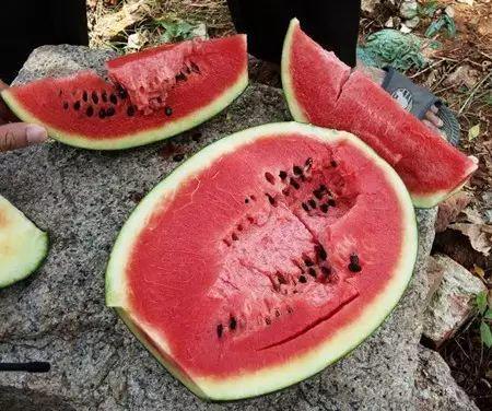 吃瓜反被坑,揭秘网络谣言背后的真相