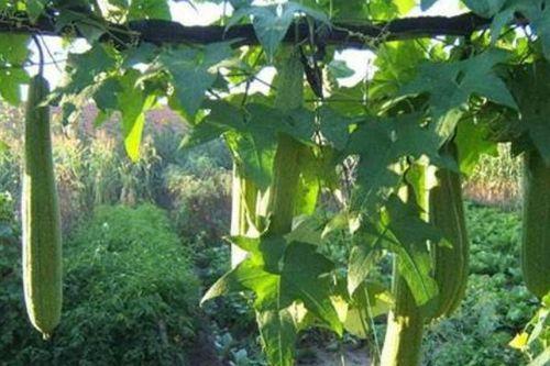 吃瓜中细长条的是什么瓜,揭秘神秘瓜类之谜