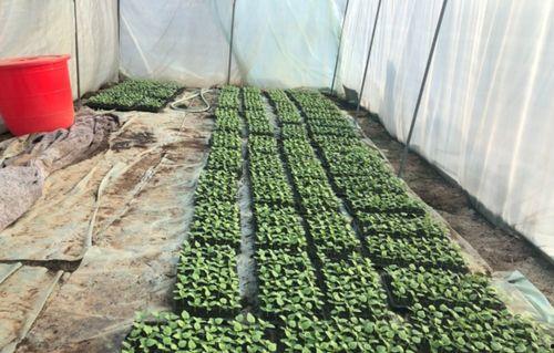 济宁北湖 吃瓜,夏日“吃瓜”盛地，休闲时光新去处