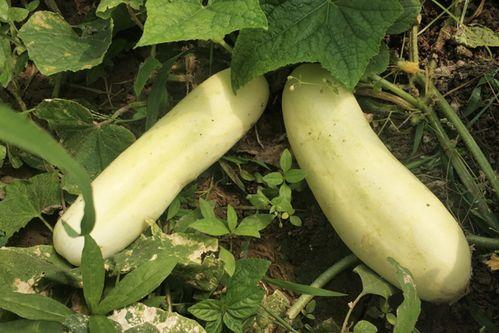 为什么吃白皮瓜头疼,营养过剩还是过敏反应？