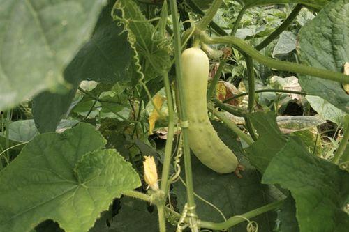 为什么吃白皮瓜头疼,营养过剩还是过敏反应？