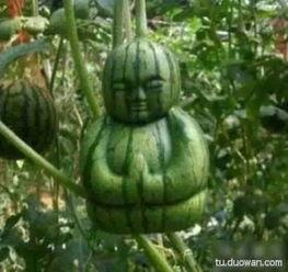 吃瓜只吃西瓜是啥意思,揭秘“吃瓜只吃西瓜”的流行现象