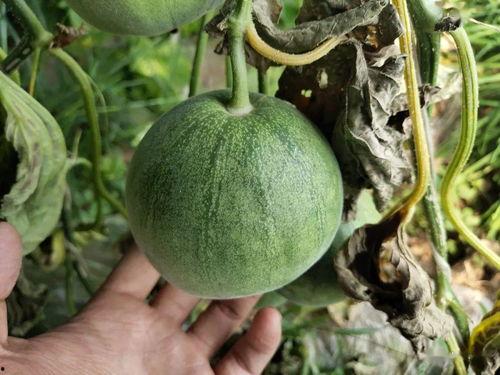 甜宝吃瓜,揭秘瓜界那些事儿