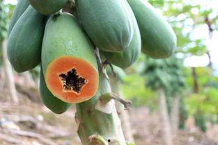 西双版纳哪里吃瓜,探寻热带风情美食之旅