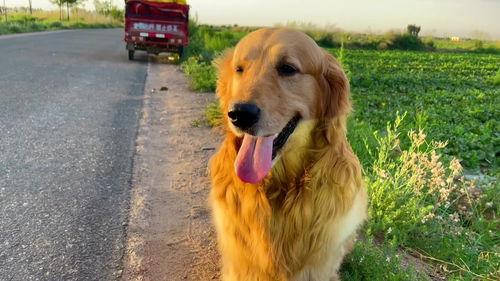 幼犬吃蜜瓜,甜蜜诱惑下的健康风险