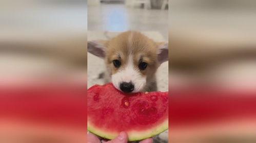 幼犬吃蜜瓜,甜蜜诱惑下的健康风险