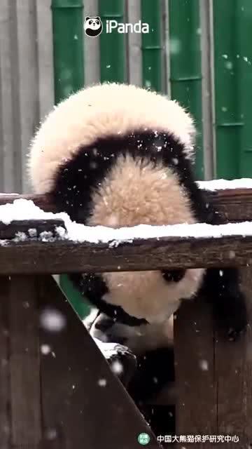 吃瓜小熊冰箱贴,小熊冰箱贴带你开启甜蜜生活