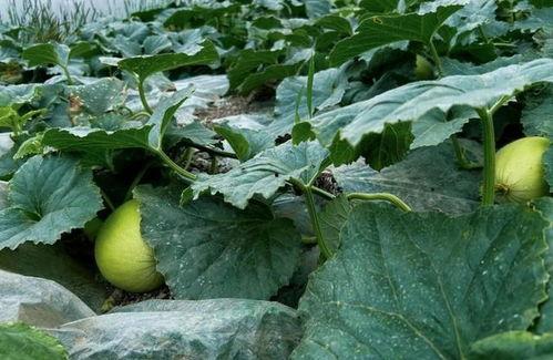 野外吃脆瓜,一场别开生面的野外美食之旅
