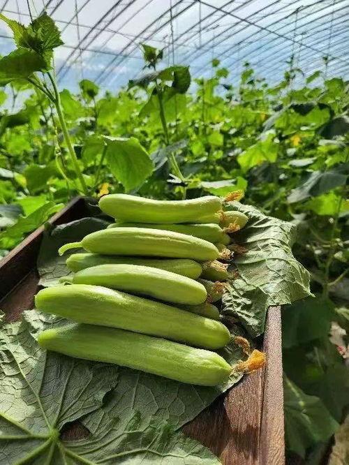 野外吃脆瓜,一场别开生面的野外美食之旅