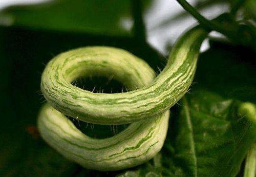 蛇瓜不怎么吃,鲜为人知的独特美食探索