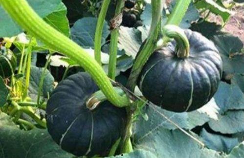 侯府女的吃瓜日常,宫廷八卦，吃瓜日常