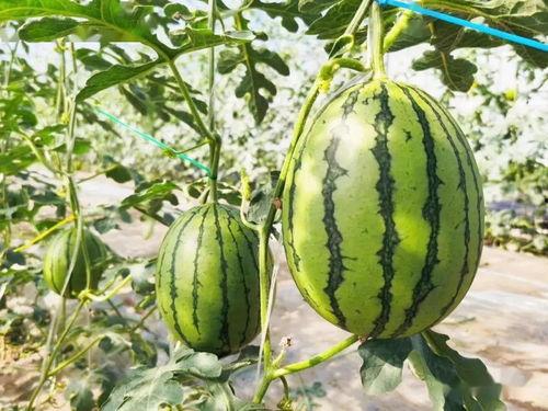 刚吃的瓜很甜,回味无穷的味蕾之旅