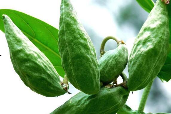 高血压可以吃牛角瓜吗,牛角瓜的益处与食用建议