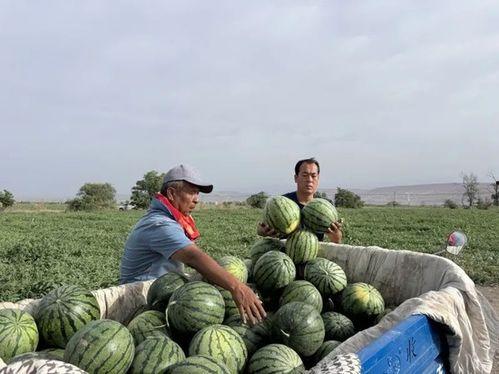 正定师范吃瓜,一场校园“吃瓜”事件的背后真相