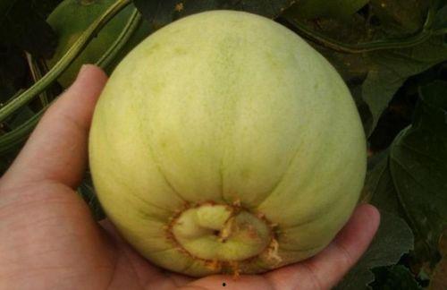 如何判断吃瓜,如何准确判断吃瓜热点