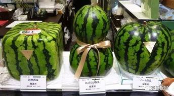 外国吃瓜日常,各国奇闻轶事大揭秘