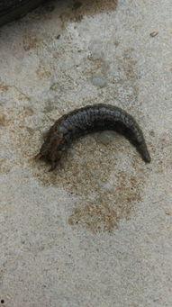 小瓜虫吃蚂蝗,共生生态的奇妙关系