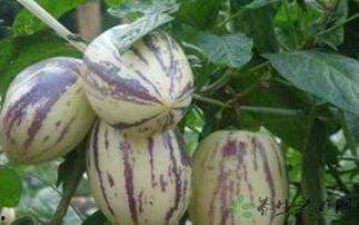 吃茄瓜的危害,揭秘食用不当的潜在风险