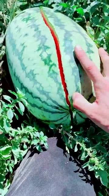吃脆瓜西瓜,西瓜与脆瓜的完美邂逅