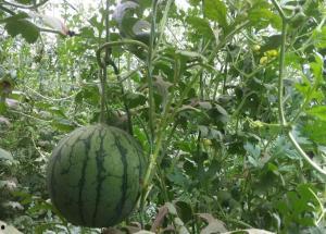 小凤瓜要怎么吃,解锁美味新体验