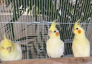 道具吃瓜羊,揭秘神秘道具背后的神奇力量