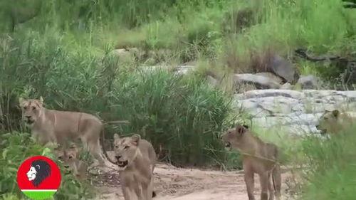 道具吃瓜羊,揭秘神秘道具背后的神奇力量