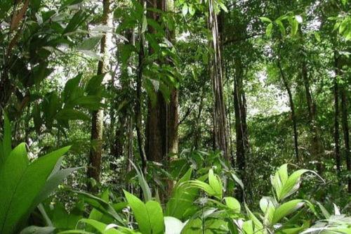 危险在雨林吃瓜,揭秘雨林瓜果的潜在危险