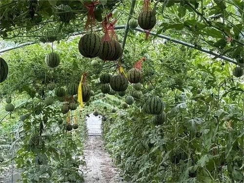 危险在雨林吃瓜,揭秘雨林瓜果的潜在危险