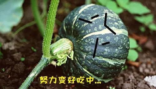 吃瓜真肥吗,网络热词背后的真相与反思