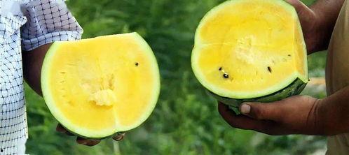 初恋吃瓜怎么挑瓜,如何挑选完美初恋瓜